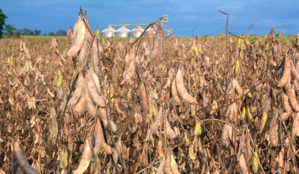 Redução de 10% na safra de grãos não deve impactar as exportações de MS