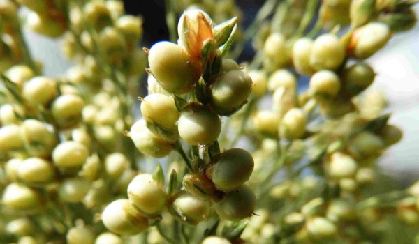 Etanol de sorgo deve abrir forte demanda pela produção do cereal