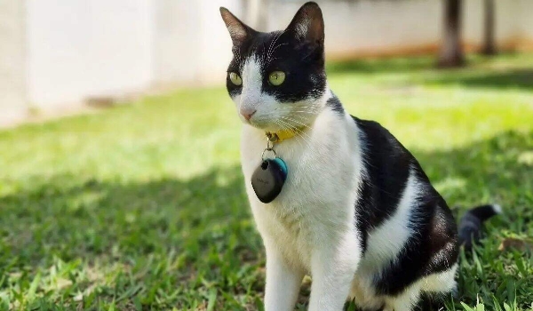 Pivô de confusão em condomínio, Frajola agora quer ser “mister”