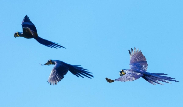 Bonito é tão Disney que só falta bagre sair da água e cantar