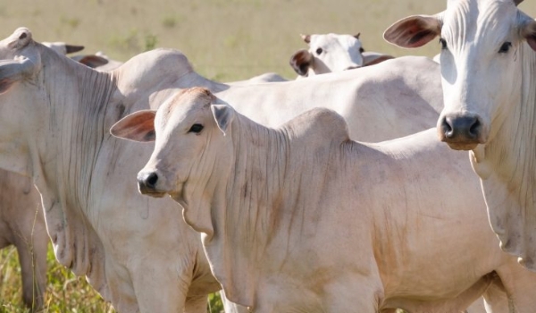 Curso para capacitação de responsáveis técnicos do Precoce/MS já está disponível no site da Escolagov