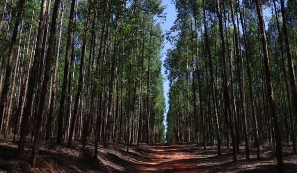 Governo de MS vai à Bruxelas tratar das implicações de novas leis da União Europeia sobre exportações do agronegócio