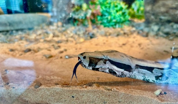 Embaixadora da conscientização ambiental no Bioparque, jiboia é apresentada ao público