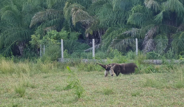 Órfã do fogo: Fadinha volta ao Pantanal após ser treinada por ‘mãe’ veterinária