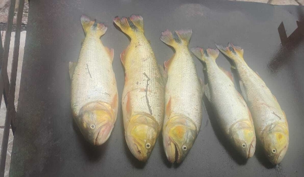 PMA prende homem que pescava dourado no Porto Geral de Corumbá