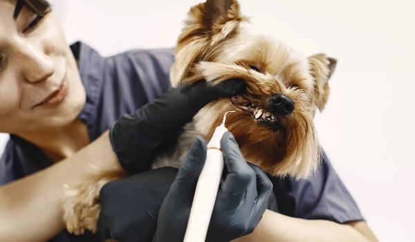 Escovar dentes de pet: prática evita doenças graves e até cirurgia para remover tártaro