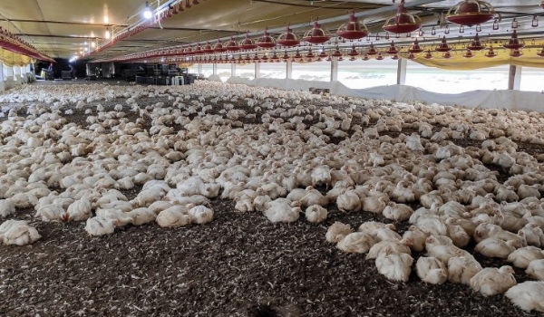 FCO aprova R$ 138,9 milhões em novos empreendimentos para MS, com destaque para avicultura