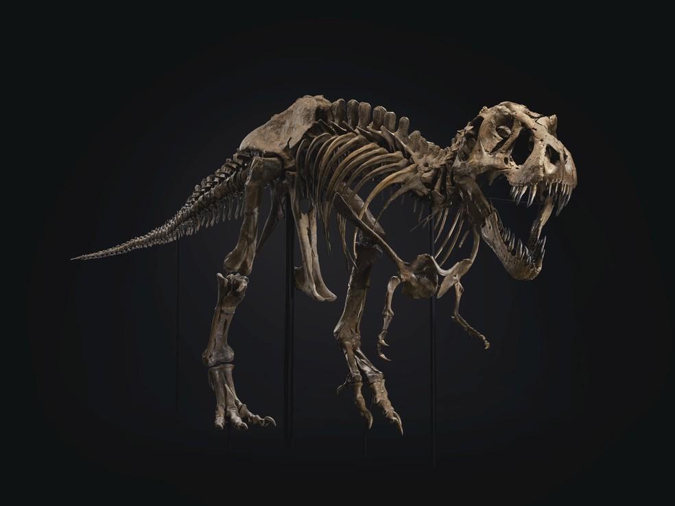 Fóssil de T-Rex é leiloado por US$ 31,8 milhões