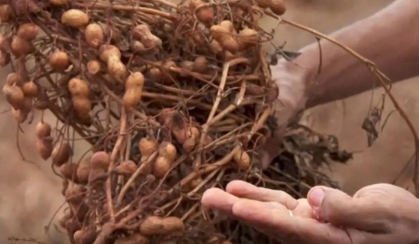 Diversificação de culturas cresce em MS, com aumento na produção de amendoim, mandioca, arroz e feijão