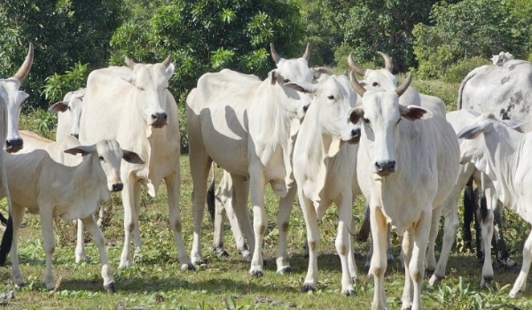 Novo sistema de cadastramento para o Programa Precoce MS já está em vigor