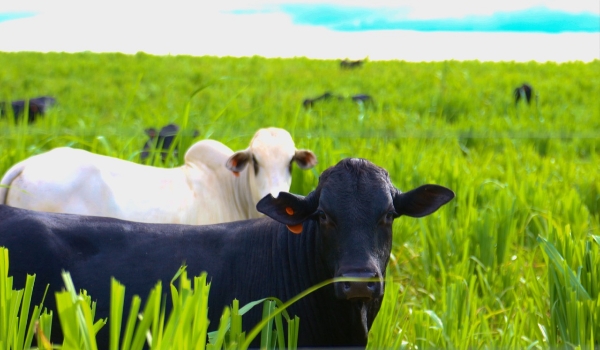 Em nova fase, Precoce MS terá maior participação de associações representativas