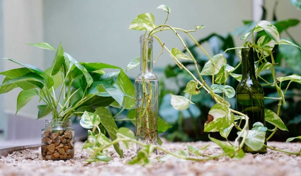 Cansado de matar plantas? Vaso com água é opção para tentar de novo