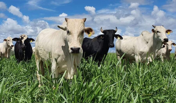 Embrapa Gado de Corte leva produção de carne baixo carbono para a Agrishow 2024