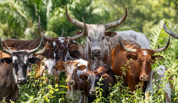 Com fertilização in vitro, projeto tenta salvar boi pantaneiro da extinção