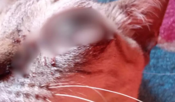 Gato é encontrado com olhos furados e tutora desconfia de maus-tratos