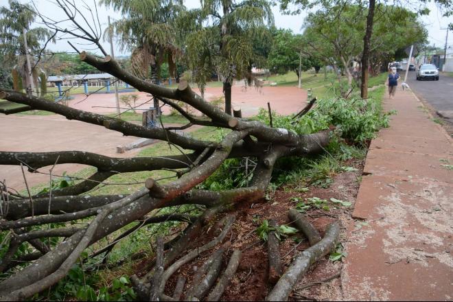 Temporal derruba 30 árvores em todas as regiões e causa estragos em Campo Grande