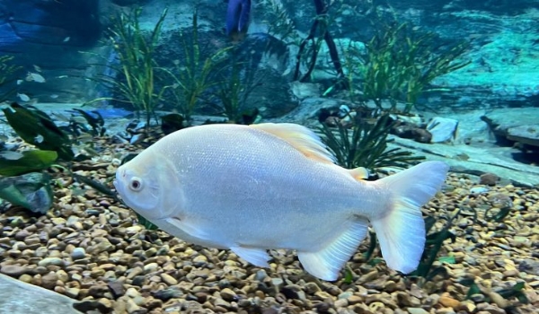 Peixes transferidos de Bonito para Campo Grande já podem ser contemplados no Bioparque Pantanal