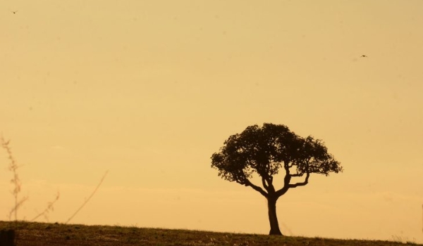 Domingo encerra a semana com tempo quente e seco em grande parte do Estado