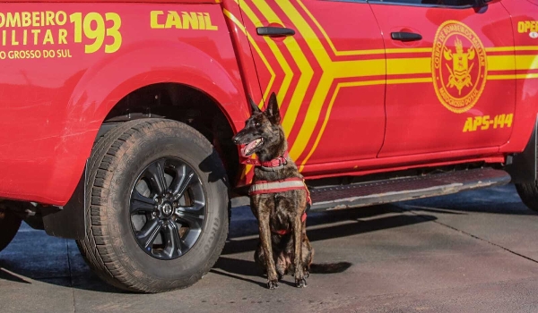Cão farejador de MS parte para o Rio Grande do Sul em busca de desaparecidos