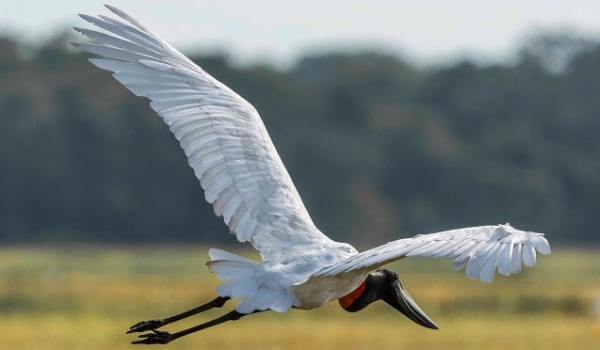 Avistar Brasil: MS participa do maior evento de observação de aves da América Latina