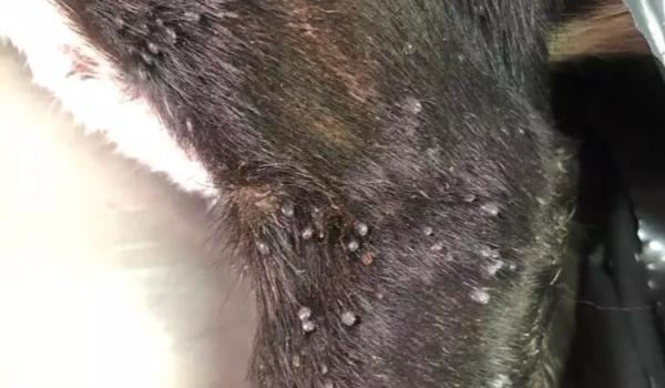 Tutor de Campo Grande é preso após cachorro ser resgatado com pata quebrada e larvas na boca