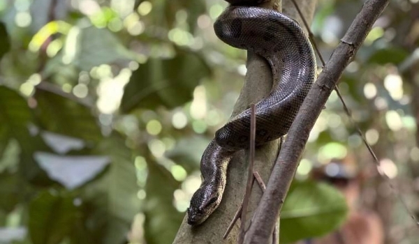 Sucuri 'camuflada' em rio de águas cristalinas chama atenção de fotógrafo em MS; VÍDEO