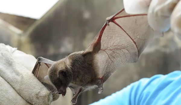Qual é o risco do morcego transmitir doenças infecciosas? Pesquisa em SP busca respostas