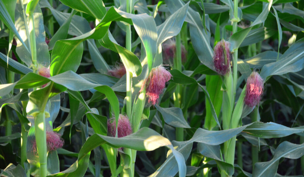 Chuva chega tarde e não alivia estragos já causados pela seca na safra de milho