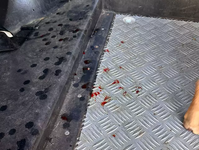 Irmã denuncia e homem é preso em casa por zoofilia contra cadela 