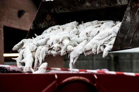 Dinamarca abaterá 17 mi de animais após identificar coronavírus modificado