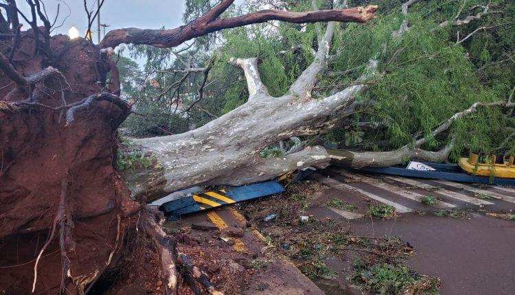 Árvores derrubadas ainda obstruem ruas em Dourados e alguns bairros estão sem energia elétrica