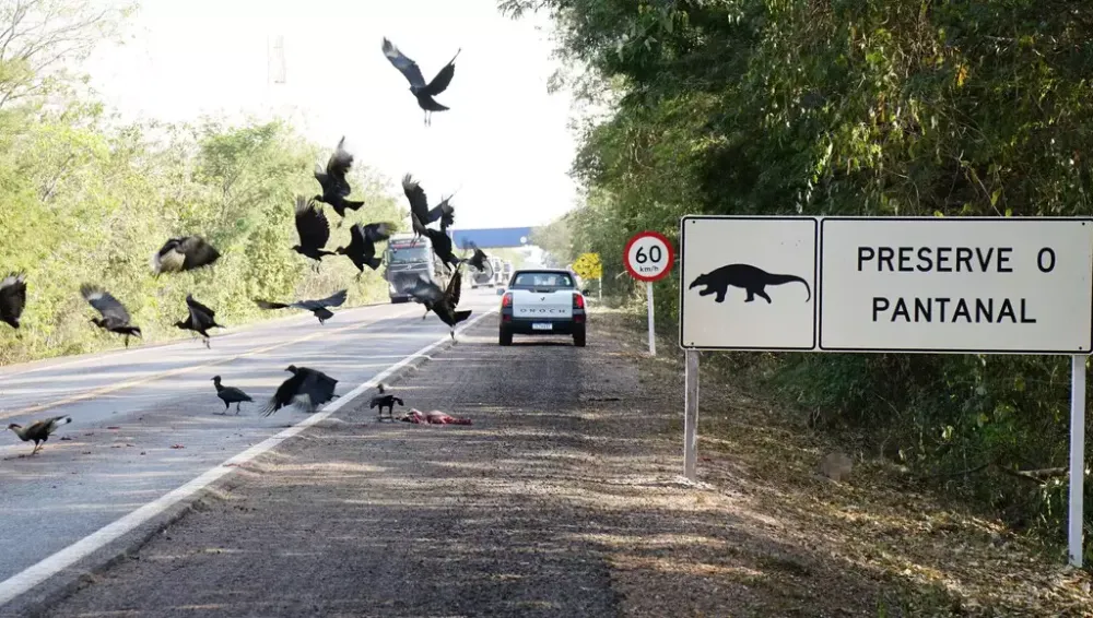 Na rodovia que leva a Corumbá, animais morrem atropelados ou queimados 