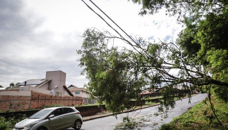 Árvore cai sobre fios de energia e bloqueia metade da pista em Campo Grande