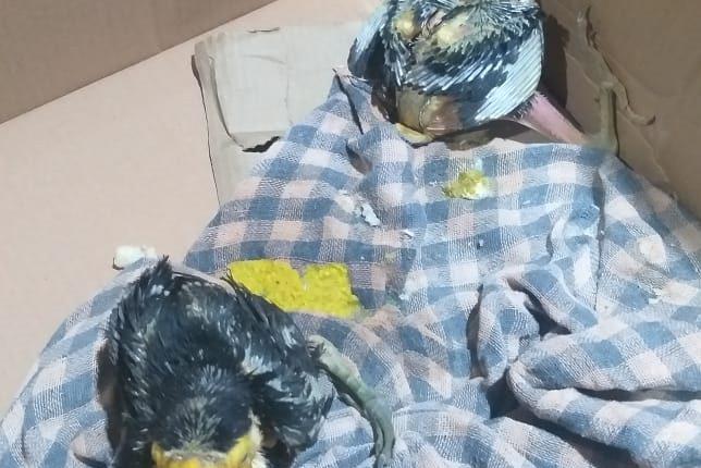 Filhotes de tucano são encontrados desnutridos e salvos por morador de Antônio João