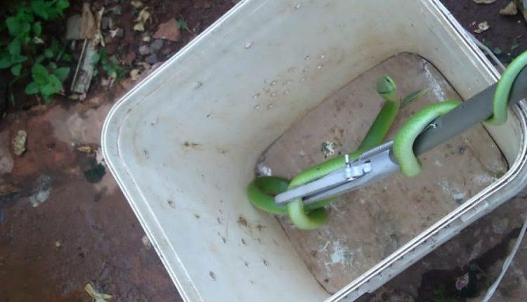 MS Selvagem: cobra e gambá são resgatados em residências de Campo Grande