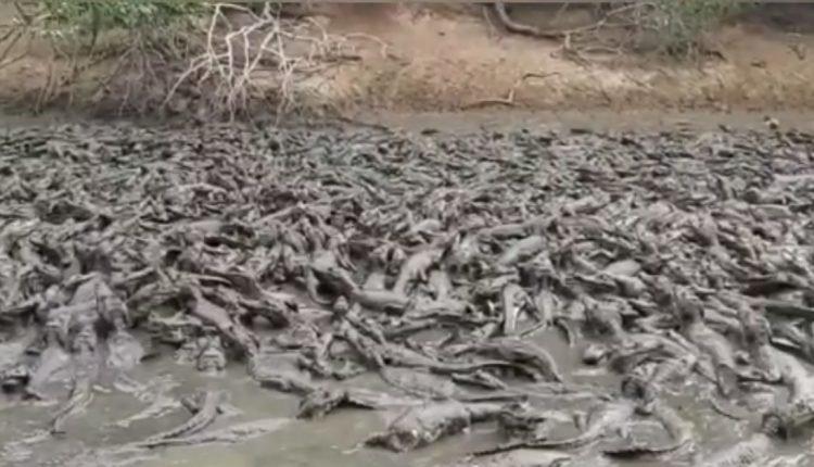 Seca no Pantanal forma “rio” de jacarés, que podem virar canibais por falta de comida