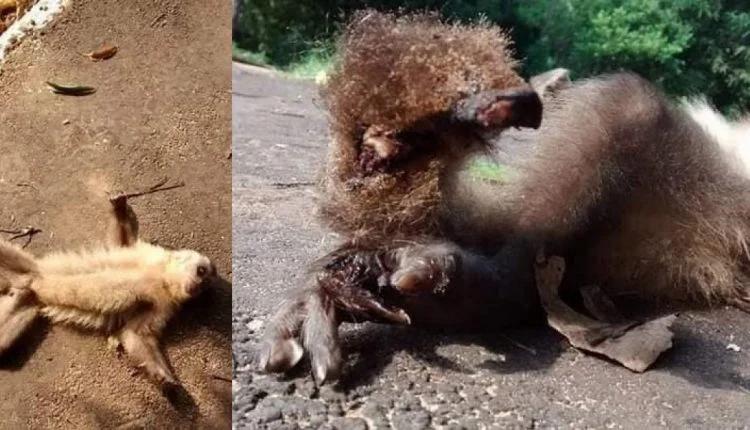 Por falta de radares e alambrado, animais morrem atropelados em área de proteção da capital