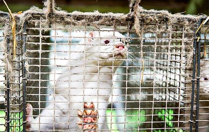 Animais mortos com mutação da covid ‘emergem’ da tumba na Dinamarca