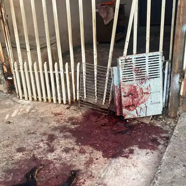 Imagens fortes: Pitbulls são mortos a tiros por PM ao atacar e matar cães 
