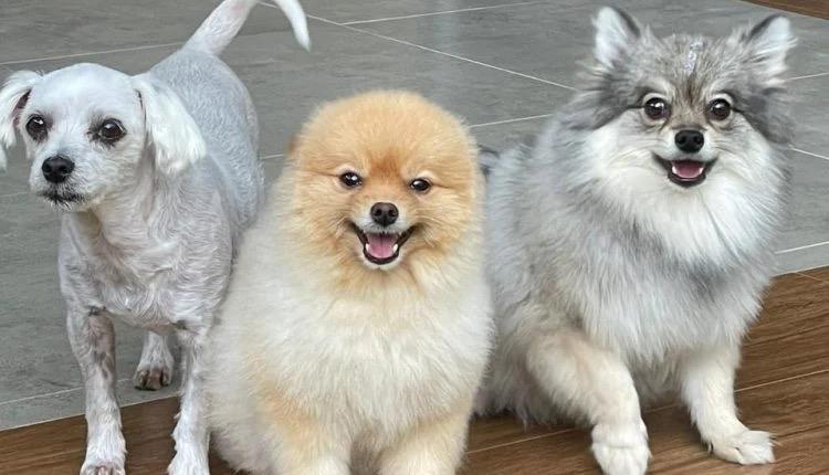 Entre cães e gatos, MS tem mais pets do que crianças nos lares