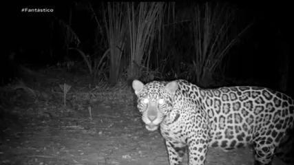 Câmeras flagram sobreviventes do Pantanal