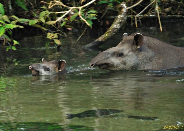 Anta e filhote são flagrados durante nado matinal no rio da Prata em Jardim