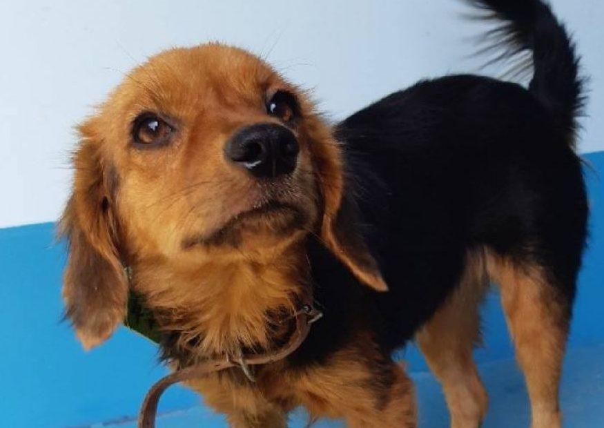 Animais da feira de adoção do CCZ entram no TinderCão para conseguir um match seu