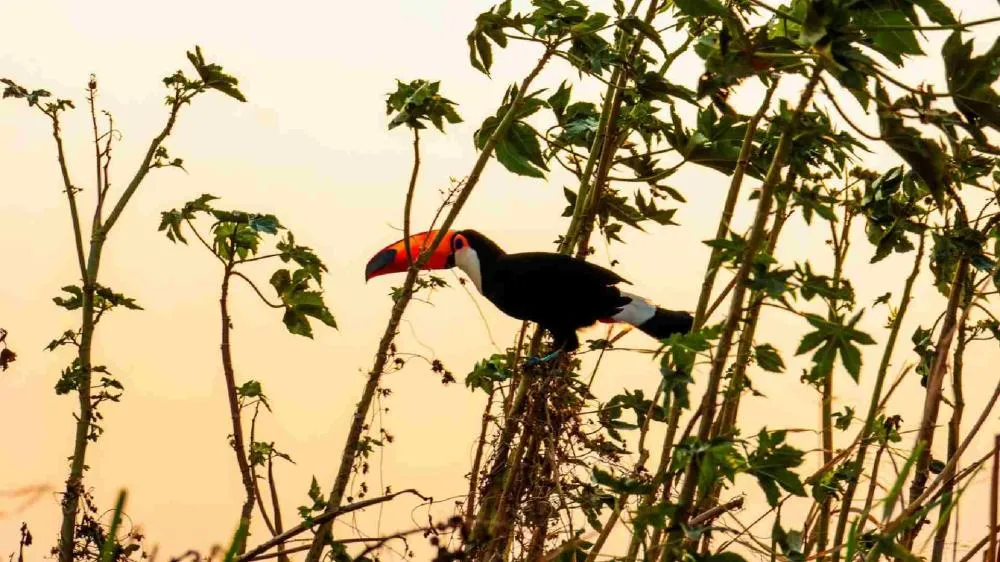 Após queda nas temperaturas, fim de semana será quente e seco em Mato Grosso do Sul
