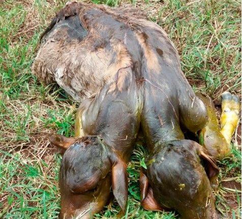 Raro e curioso, bezerro nasce com duas cabeças em fazenda de MS