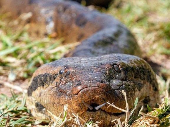 Sucuris gigantes são flagradas por fotógrafo durante expedição em rios de MS