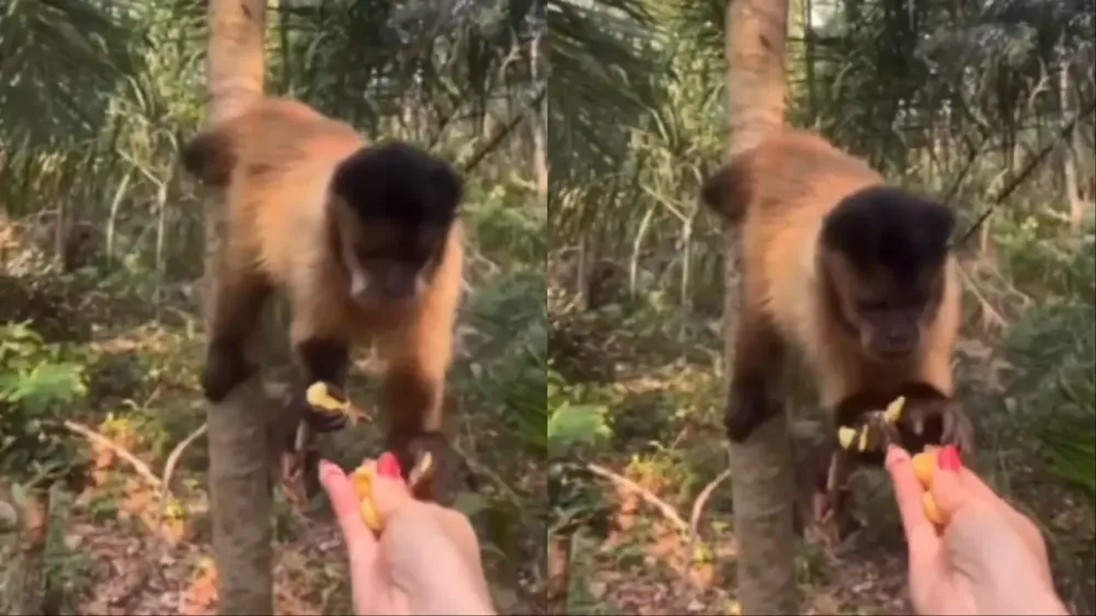 Turista é multada em R$ 4,8 mil após dar salgadinho para macaco em balneário de Bonito