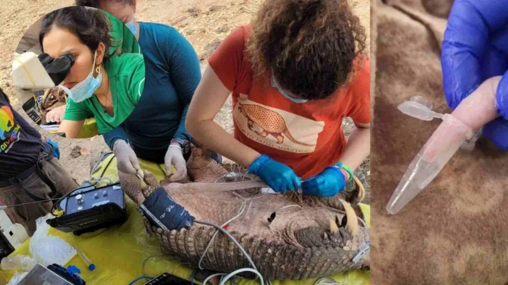 Tatu com pênis acima da média é encontrado em Mato Grosso do Sul