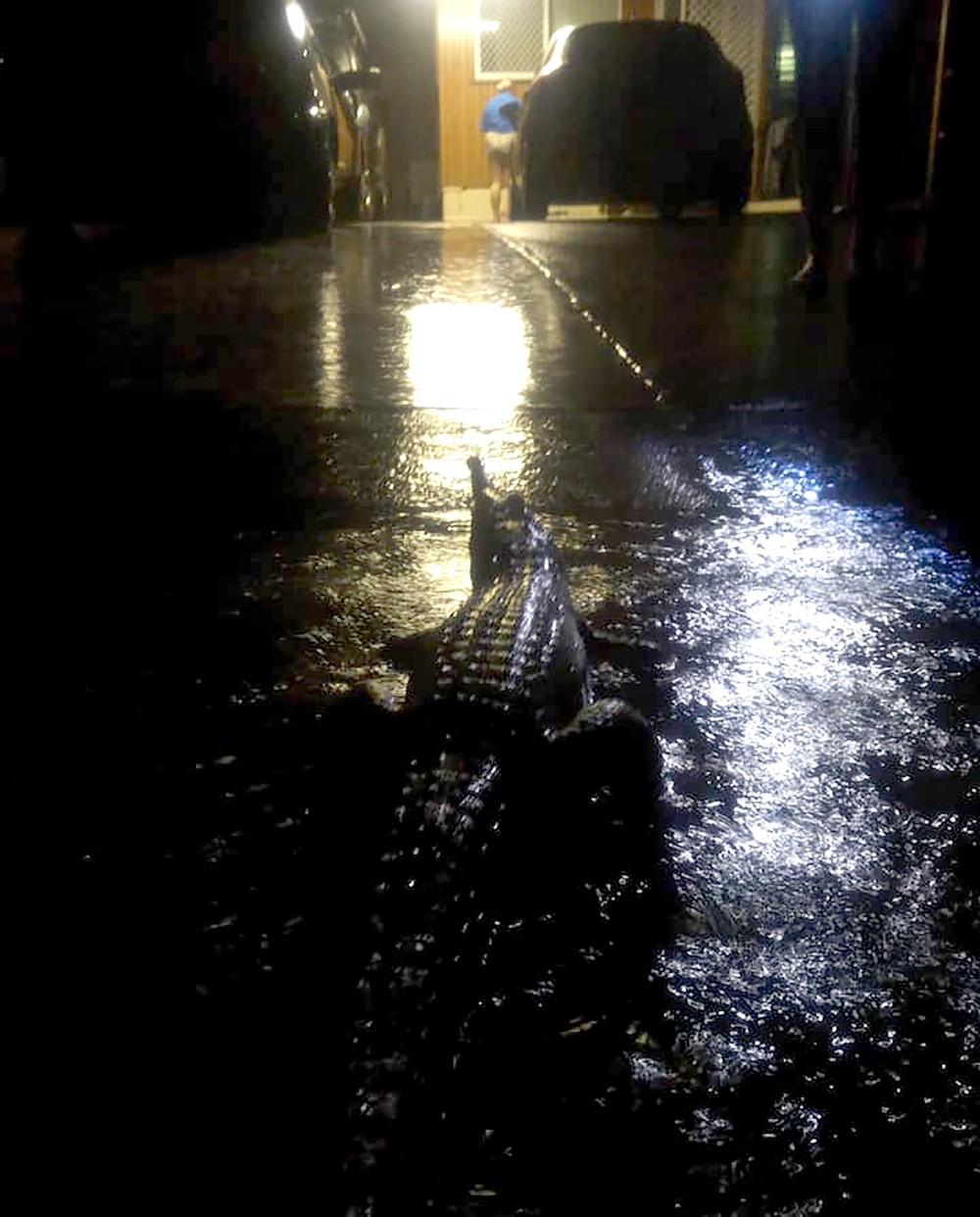 Crocodilos são vistos em ruas inundadas no nordeste da Austrália