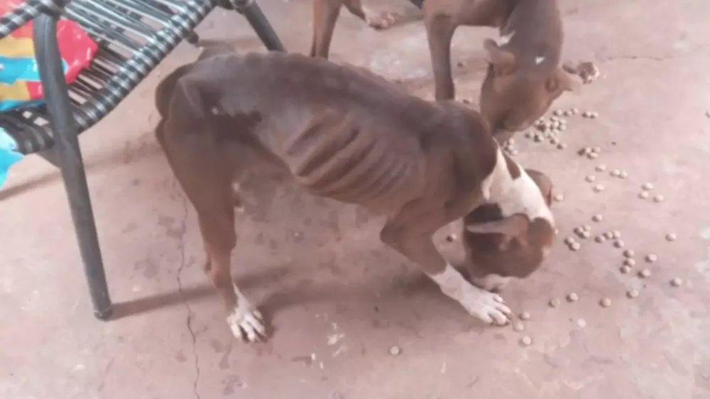 Pitbulls são resgatados em ‘pele e osso’ e tutora é presa em Campo Grande